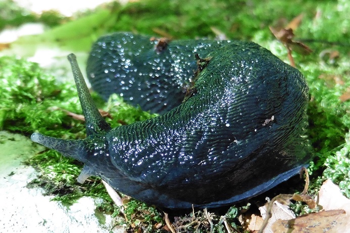 Limax cinereoniger da Baden/Svizzera
